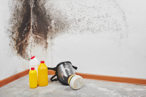 Home Mold Removal in Washington, IN