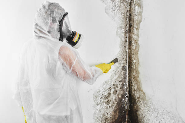 Best Commercial Mold Removal  in Washgton, IN