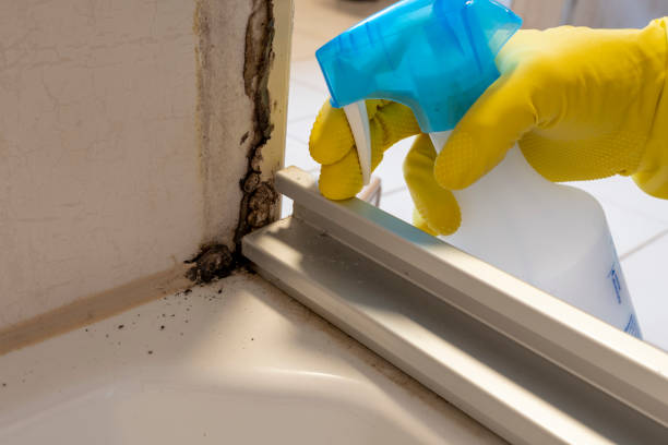 Professional Mold Removal in Washington, IN