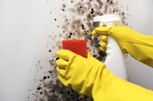 Office Mold Removal Services in Washington, IN